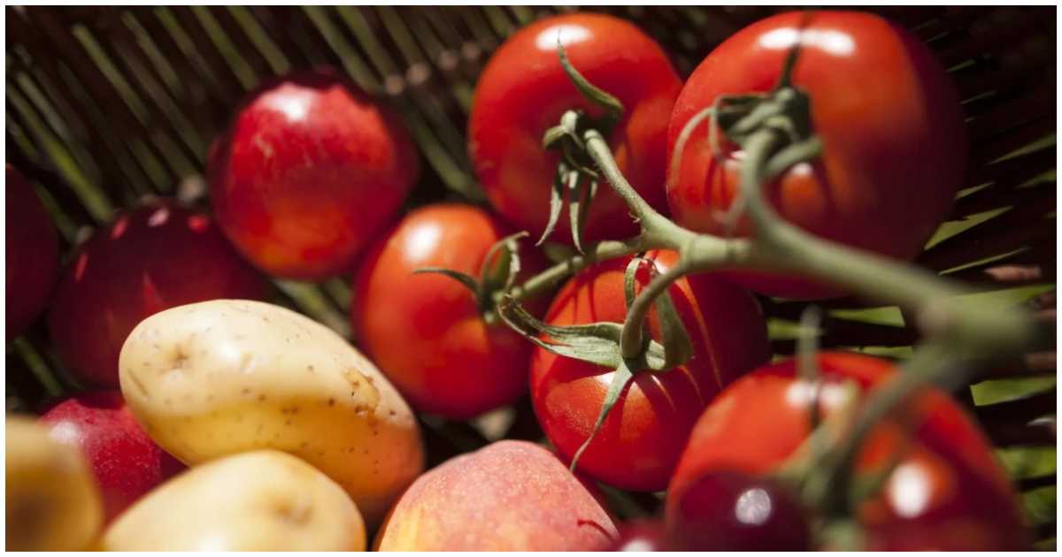 প্রাচীন টমেটোতে গুরুত্বপূর্ণ একটি জিন ছিল। এ জিন এটিউবরোসুমের জিনের সঙ্গে মিলে কন্দ সৃষ্টি করে, যা চূড়ান্ত পর্যায়ে রূপ নেয় আধুনিক আলুতে। ছবি: সাউথ চায়না মর্নিং পোস্ট